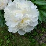 Paeonia lactifloraപുഷ്പം