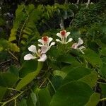 Bauhinia monandra Цвят