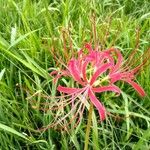 Lycoris radiata Kvet
