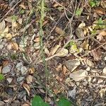 Smilax bona-nox Habitat