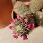 Mammillaria zeilmanniana Leaf