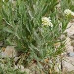 Lepidium draba Alkat (teljes növény)