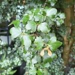 Acer sempervirens Leaf