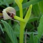 Ophrys speculum Deilen