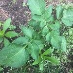 Solanum tuberosum 葉