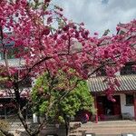 Prunus serrulataLeaf