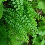 Asplenium viride Yaprak