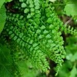 Asplenium viride Deilen