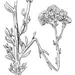 Tanacetum annuum Other