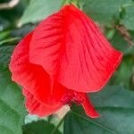 Malvaviscus penduliflorus 花