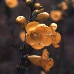 Aureolaria virginica ഫലം