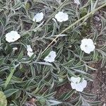 Evolvulus sericeus Çiçek