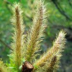 Salix lasiolepis Цвят