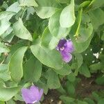Brunfelsia uniflora Feuille