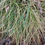 Carex remota Folla