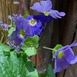 Primula obconica Характер