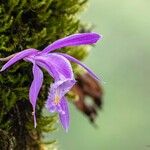 Pleione praecox Blomma