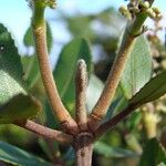 Cunonia pulchella Otro