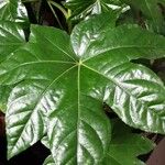 Fatsia japonica Leaf