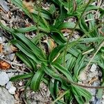 Plantago atrata Blad