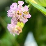 Lippia alba Flor