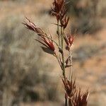 Willdenowia incurvata Flower