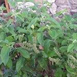 Ocimum gratissimum Hábito