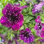 Petunia x atkinsiana പുഷ്പം