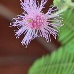 Mimosa pudica Blomst