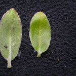 Salix daltoniana Frunză