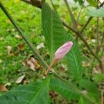 Kopsia fruticosa Leaf