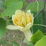 Liriodendron tulipiferaFlower