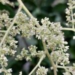 Rhus longipes Flower