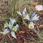 Iris unguicularis عادت داشتن