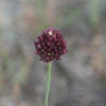 Allium rotundum പുഷ്പം