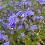 Phacelia distans Kukka