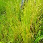 Festuca filiformis ഇല