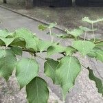 Pyrus ussuriensis Leaf