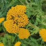 Achillea filipendulinaBloem