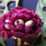 Psychotria guapilensis Fruit