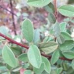 Cotoneaster integerrimus পাতা