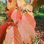 Prunus sargentii Leaf