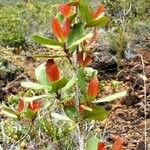 Austrobuxus carunculatus 整株植物