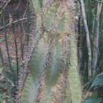 Pilosocereus leucocephalus Leaf