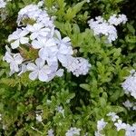 Plumbago auriculata Floro