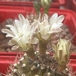 Gymnocalycium anisitsii Кветка