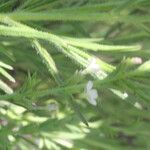 Buchnera pusilla List