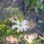 Silene douglasii Flower