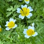 Limnanthes douglasii फूल