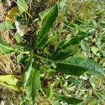 Crepis conyzifolia Leaf